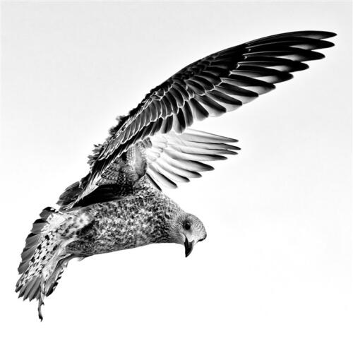 Ronald Mallant - Thema Grafische Fotografie - 2